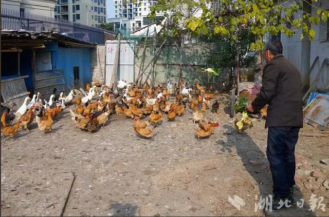 武漢養(yǎng)雞第一鎮(zhèn)開辟新藍(lán)海 升級寵物經(jīng)濟(jì)產(chǎn)業(yè)鏈與飼料原料銷售