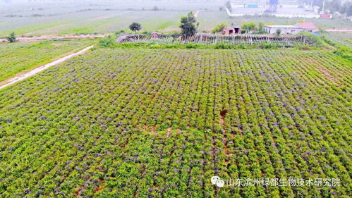 雙招雙引共建科研基地，中藥康養促進鄉村振興