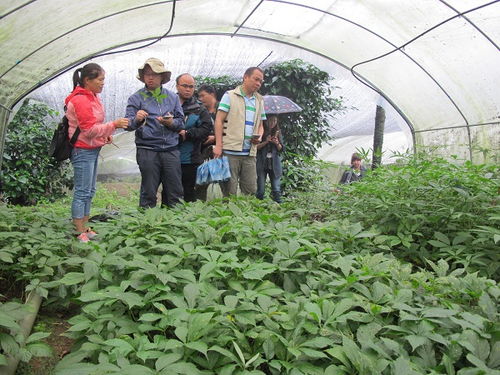 省農科院助力芒市中草藥產業發展 開展中藥材種植技術調研與咨詢服務