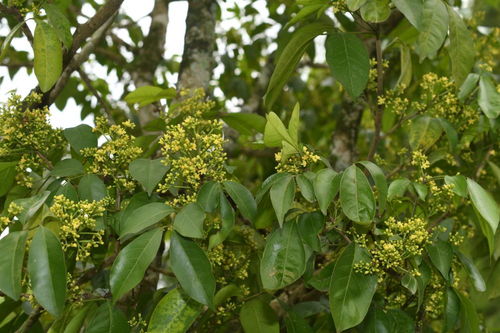 我國研究人員發(fā)現(xiàn)6種植物新物種，推動中草藥科技領域發(fā)展