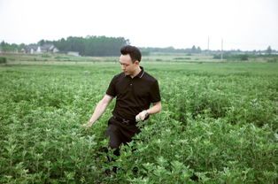 聚焦眼部健康 傳統艾灸與現代科技的創新融合