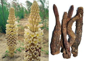 中草藥科技領(lǐng)域技術(shù)咨詢 定義、范疇與價值解析