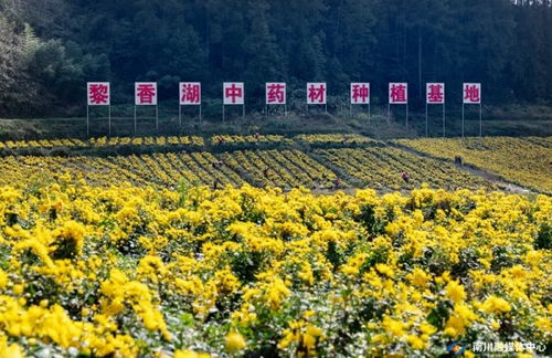 點(diǎn)草成金，融智興業(yè)——看南川中醫(yī)藥科技新生與產(chǎn)業(yè)蝶變