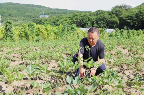 科技賦能，良方增效 通化市以技術(shù)咨詢驅(qū)動(dòng)中藥材產(chǎn)業(yè)高質(zhì)量發(fā)展