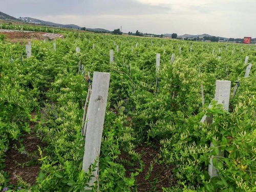 新年豪言振遠(yuǎn)安 金銀花開富萬(wàn)家，中草藥科技引領(lǐng)新征途