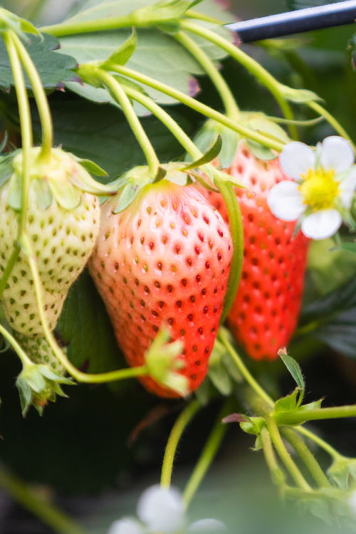 山東好景 濟(jì)南推出中草藥科技培育的“放心草莓”，引領(lǐng)健康飲食新風(fēng)尚